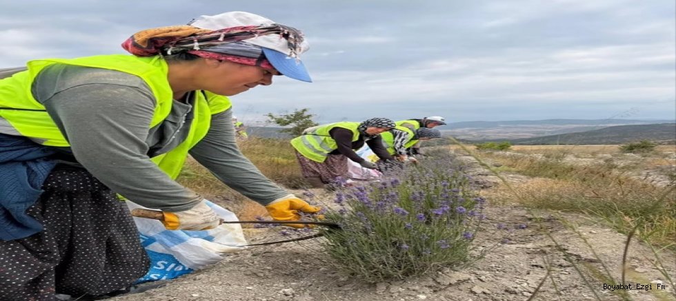 Boyabat'ta Lavanta Alanları Genişliyor! İlk Tohum Hasadı Gerçekleşti