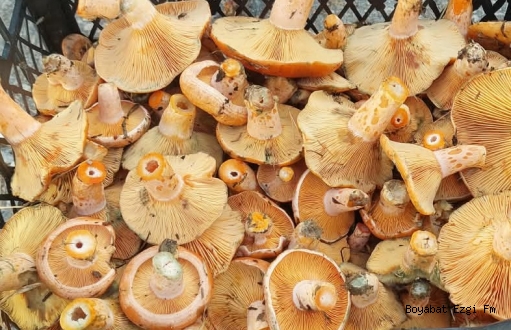 Boyabat Usulü Tam Kıvamında Kanlıca Mantarı Sote Tarifi Boyabat Usulü
