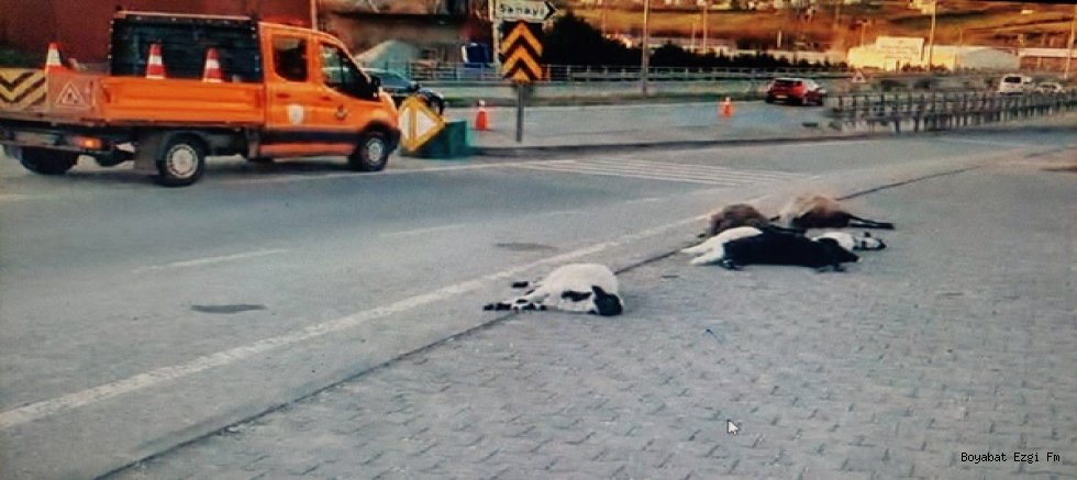Katliam Gibi Kaza 7 Küçükbaş Hayvan Telef Oldu!