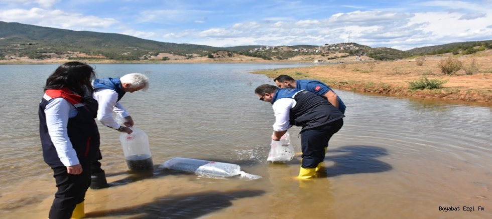 Saraydüzü Asarcık Baraj Gölü’ne 50 Bin Sazan Yavrusu Bırakıldı