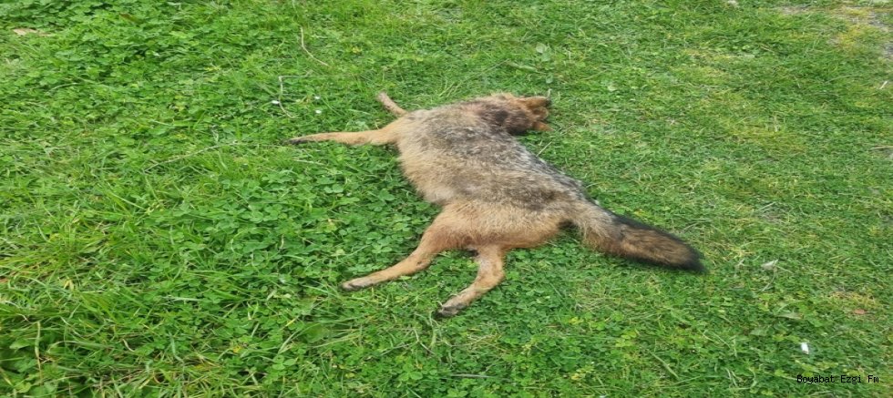 Sinop Kılıçdağı Mevkiinde Trafik Kazası Çakal Telef Oldu