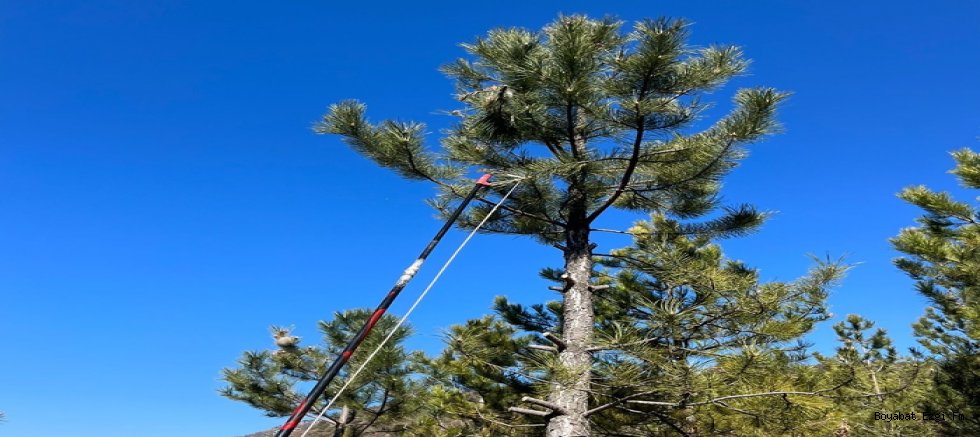 Sinop Ormanları Bu 'Adacıklar' Sayesinde Kurtuluyor!