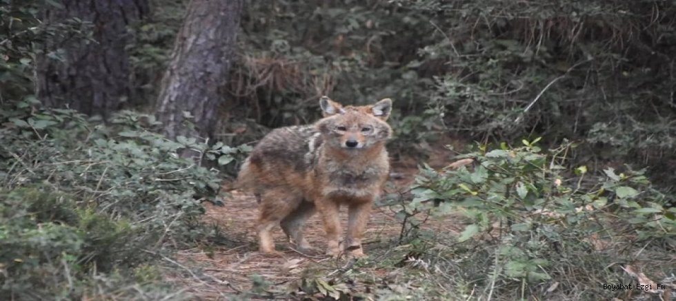 Sinop’un En Sosyal Çakalı! Akliman Yolunda Kameralara Selam Verdi
