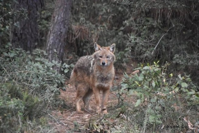 Sinop’un En Sosyal Çakalı! Akliman Yolunda Kameralara Selam Verdi
