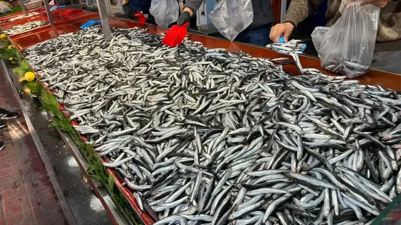 Boyabat Balıkçılık Boyabat'ta Günlük Taze Balık Çeşitleriyle Hizmete Devam Ediyor