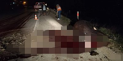 Boyabat – Durağan Yolunda Otomobil İneğe Çarptı. Hayvan Sahipleri Dikkat!!!
