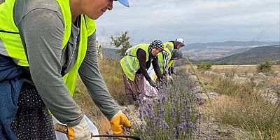 Boyabat'ta Lavanta Alanları Genişliyor! İlk Tohum Hasadı Gerçekleşti