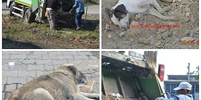 Bu Köpekleri Kim Katlediyor?