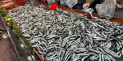 Derya Balıkçılıkta  Damak Tadında Nefis Balık Yiyeceksiniz