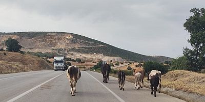Durağan Boyabat karayolu • Boyabat haberleri • Durağan haberleri • Boyabat çeltik hasadı • başıboş hayvan cezası • Boyabat trafik kazası • Sinop haberleri