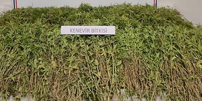 Gerze'deki Kenevir Baskını: Köylünün 