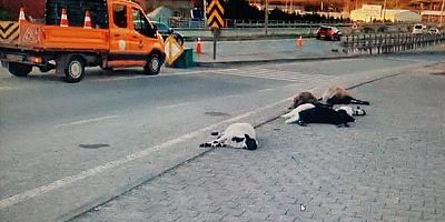 Katliam Gibi Kaza 7 Küçükbaş Hayvan Telef Oldu!