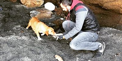 Köpek ve Doğurduğu 9 Yavrusu Bir Vatandaş Tarafından Kurtarıldı.