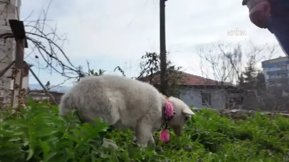 Pamuk isimli kuzu, çiftliğin sevimli maskotu oldu.