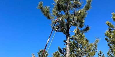 Sinop Ormanları Bu 'Adacıklar' Sayesinde Kurtuluyor!