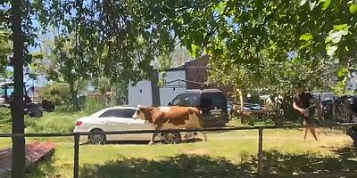 Sinop’ta Bayram Firarı: Bağlamayı Unuttular, Tosun Finişi Kırdı!