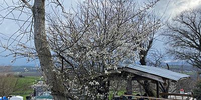 Sinop'ta Erik Ağaçları Çiçek Açtı