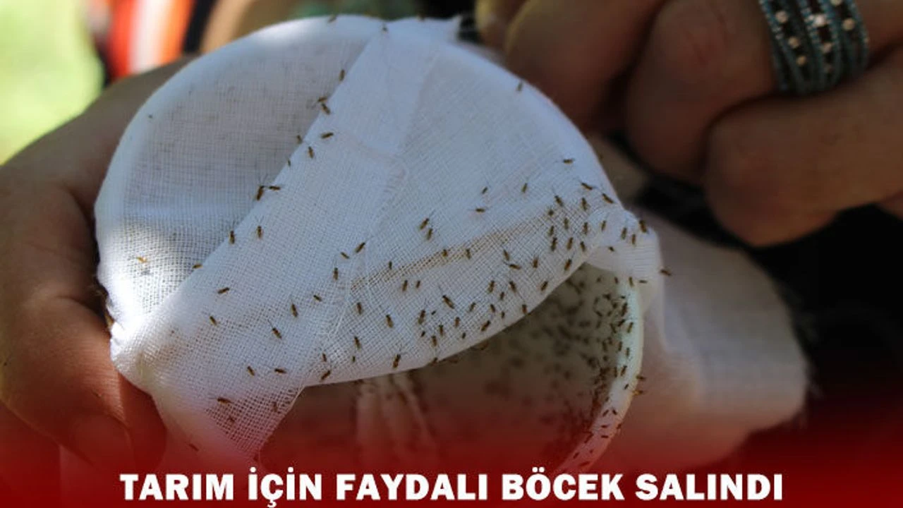 Sinop’ta Kestane Ormanları 