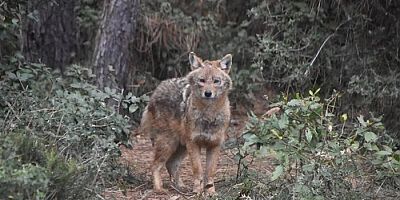 Sinop’un En Sosyal Çakalı! Akliman Yolunda Kameralara Selam Verdi