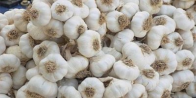 Taşköprü'de ne yapılır, neresi gezilir, neyi meşhur? Tarihi taş köprü, antik kent, müze ve Taşköprü sarımsağı