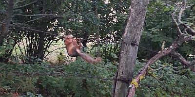 Tellere Takıldı, Kurtarılmayı Bekliyor! Gözler Milli Parklar Ekiplerinde